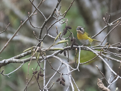 Chlorospingus flavopectus