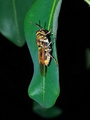 Hoplitimyia