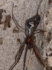 Tetragnatha laboriosa