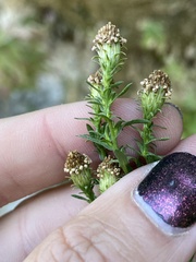 Symphyotrichum greatae