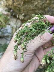 Symphyotrichum greatae