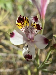 Alstroemeria pulchra