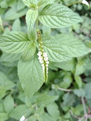 Heliotropium angiospermum