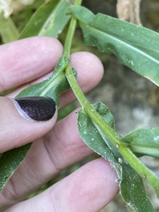 Symphyotrichum greatae