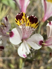 Alstroemeria pulchra