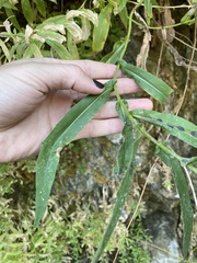 Symphyotrichum greatae