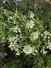 Lepidium alyssoides