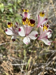 Alstroemeria pulchra