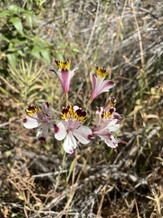 Alstroemeria pulchra