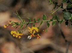 Daviesia umbellulata