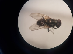 Musca domestica