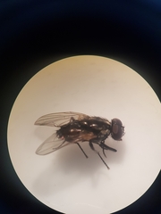 Musca domestica