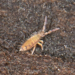 Entomobrya atrocincta