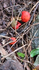 Leratiomyces erythrocephalus