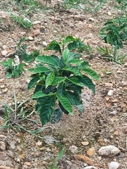 Melicope semecarpifolia