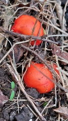 Leratiomyces erythrocephalus