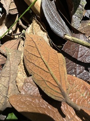Ocotea pedicellata