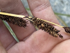 Carex nudata