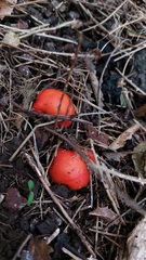 Leratiomyces erythrocephalus