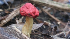 Leratiomyces erythrocephalus