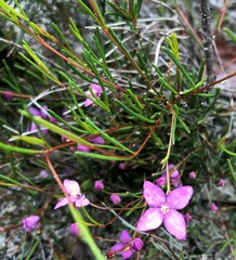 Boronia filifolia