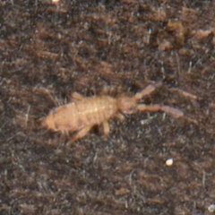 Entomobrya atrocincta