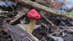 Leratiomyces erythrocephalus