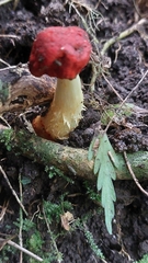 Leratiomyces erythrocephalus