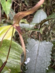 Pleurothallis killipii