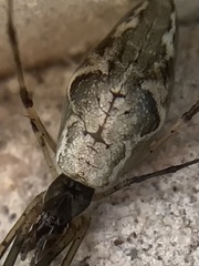 Tetragnatha laboriosa