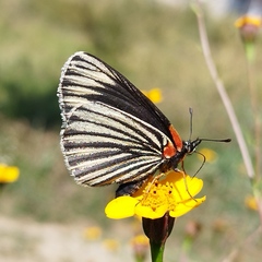Chlosyne ehrenbergii
