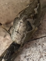 Tetragnatha laboriosa