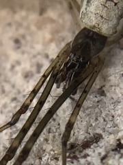Tetragnatha laboriosa
