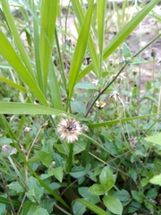 Alternanthera ficoidea