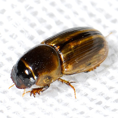 Labarrus cincticulus