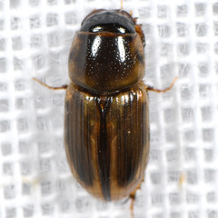 Labarrus cincticulus