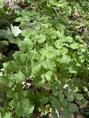 Adiantum chilense