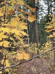Acer glabrum douglasii