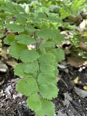 Adiantum chilense