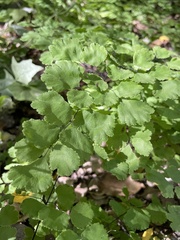 Adiantum chilense