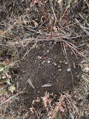 Thomomys talpoides