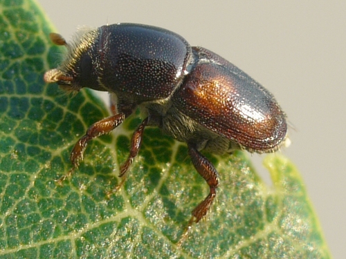 Banded Elm Bark beetle