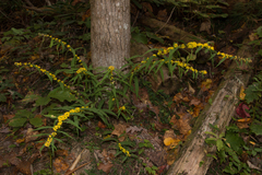 Solidago caesia
