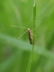 Oinophila v-flava