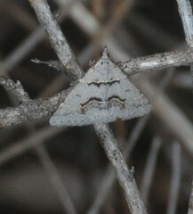 Dichromodes atrosignata