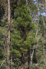 Callitris macleayana