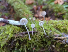 Mycena abramsii
