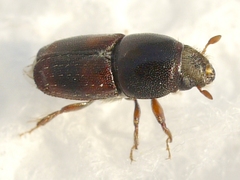 Scolytus schevyrewi