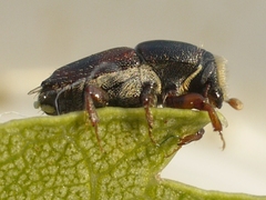 Scolytus schevyrewi