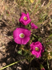 Oxalis